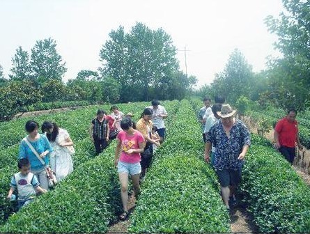 日照御青茶博园风景区天气